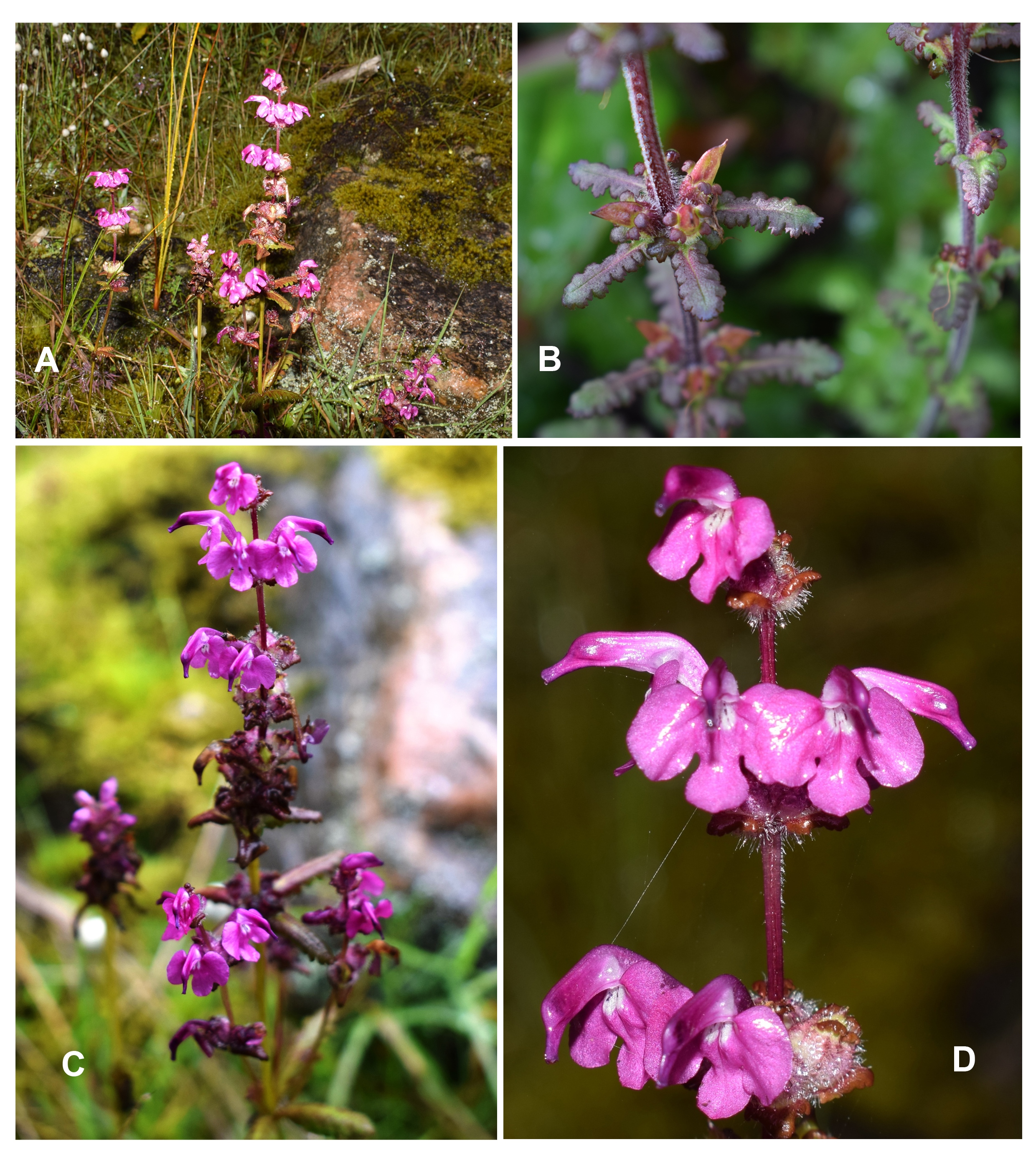/wp-content/uploads/2020/10/FIGURE%201.%20Pedicularis%20denudata.%20A.%20Habitat_%20B.%20Close-up%20of%20leaves%20and%20capsule_%20C.%20Inflorescence_%20D.%20Close-up%20of%20flowers..jpg