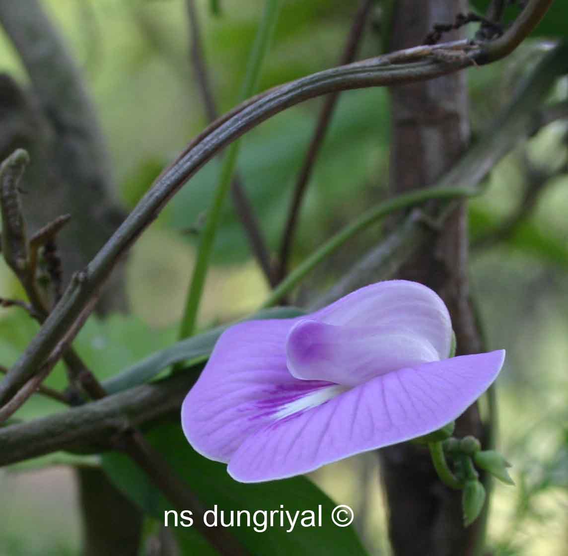/wp-content/uploads/2020/10/Fabaceae%20plant%20from%20Periyar%20Tiger%20Reserve.jpg