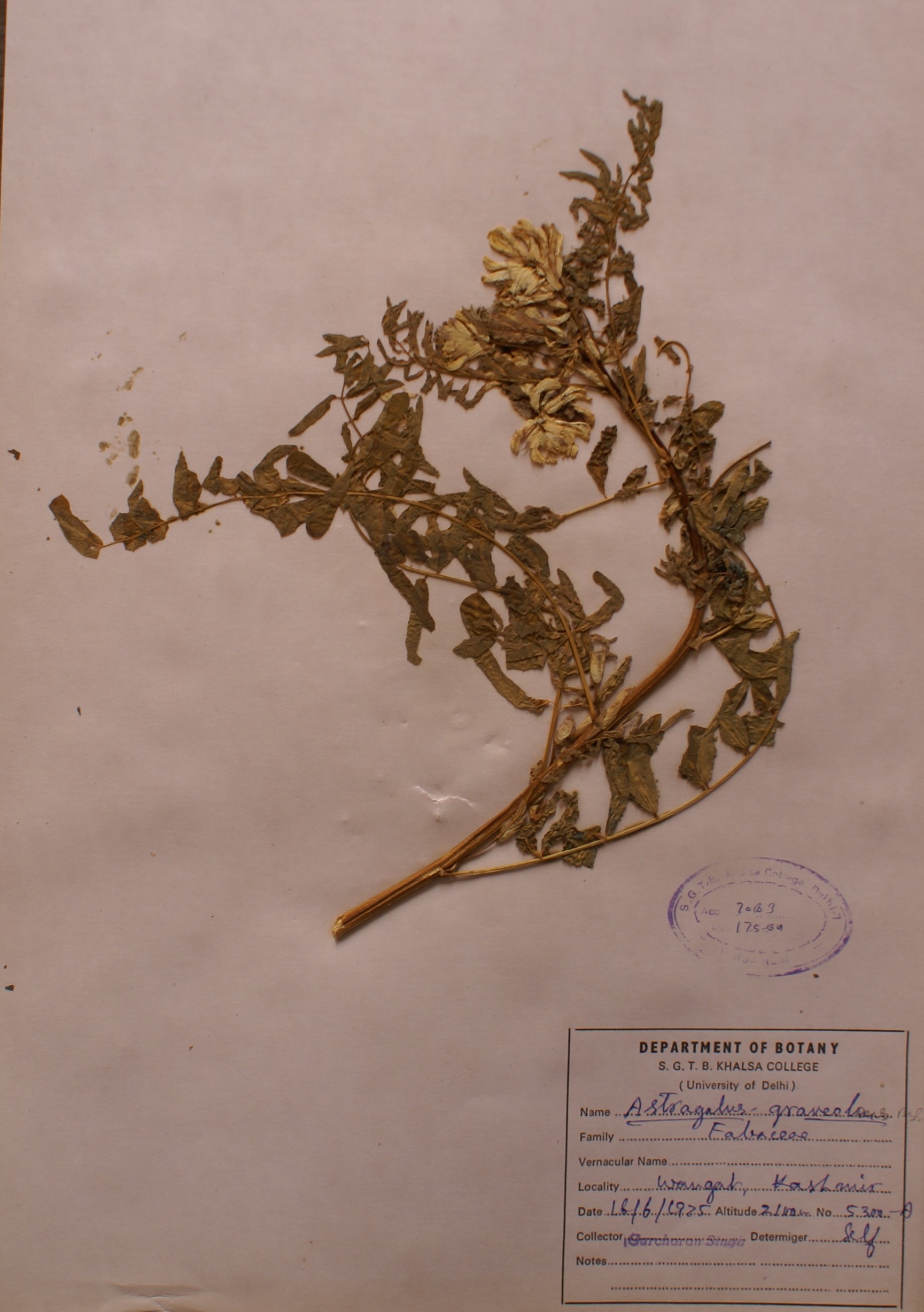 /wp-content/uploads/2020/10/Fabaceae-Astragalus-graveolens-DSC09383.JPG