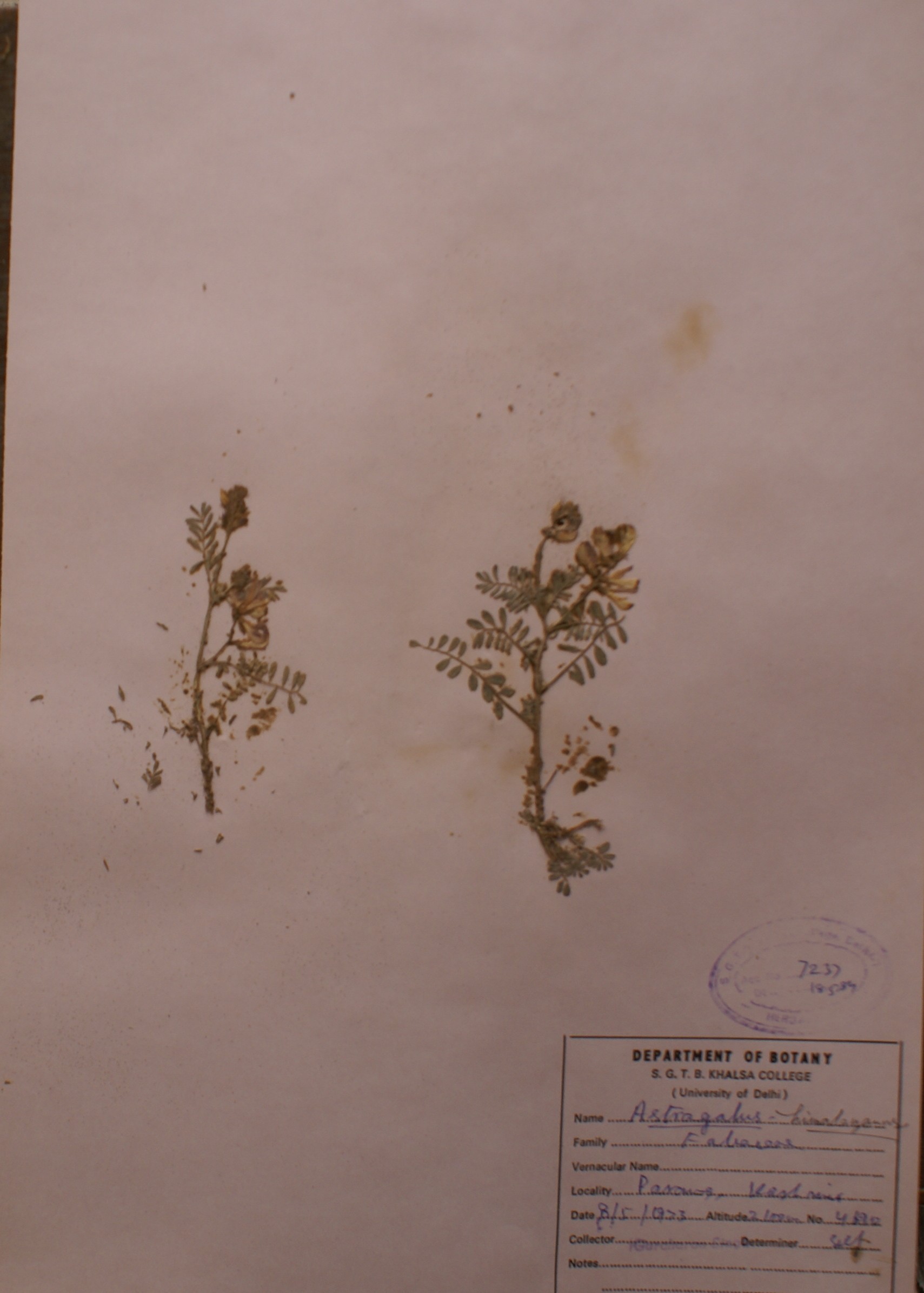 /wp-content/uploads/2020/10/Fabaceae-Astragalus-himalayanus-DSC09393JPG.jpg