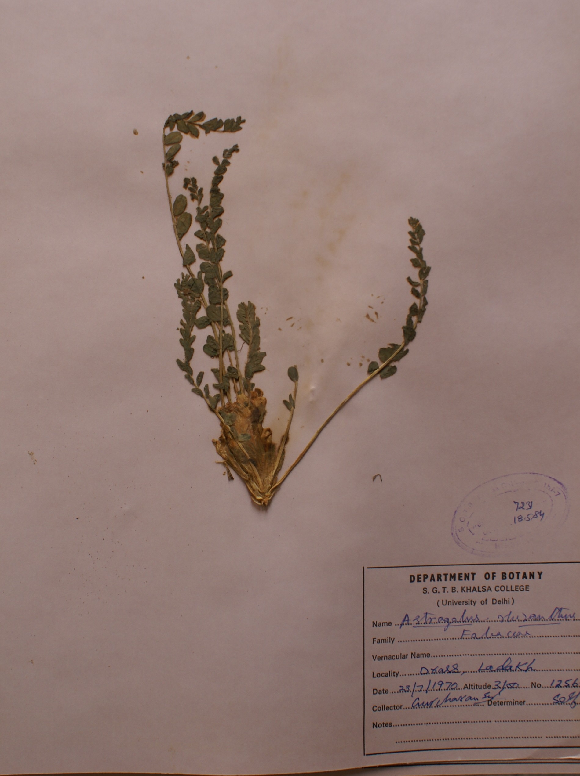 /wp-content/uploads/2020/10/Fabaceae-Astragalus-rhizanthus-DSC09404.JPG