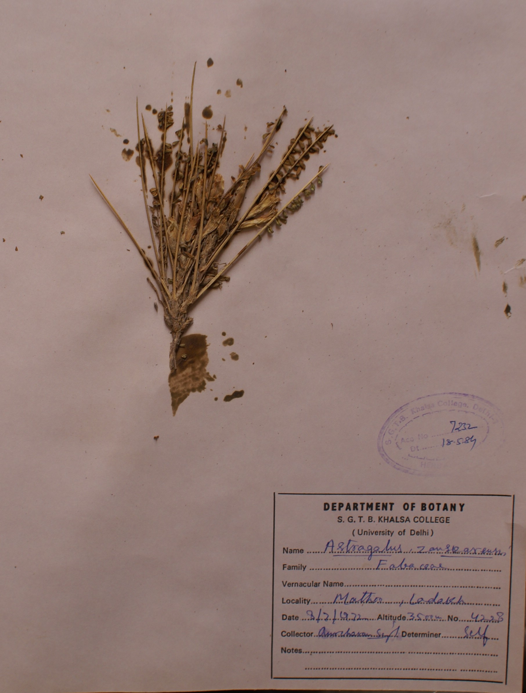 /wp-content/uploads/2020/10/Fabaceae-Astragalus-zanskarensis-DSC09409.JPG