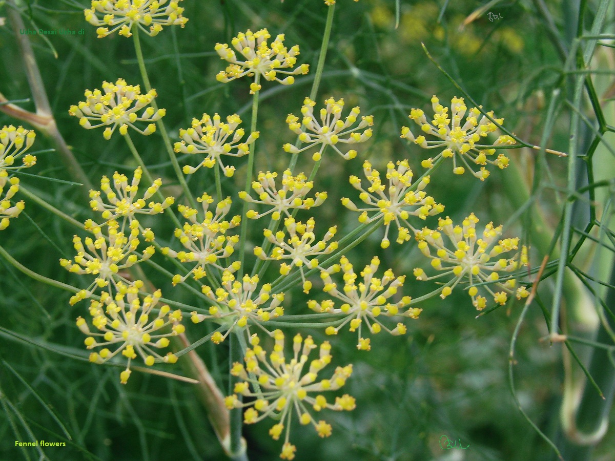 /wp-content/uploads/2020/10/Fennel%202%20flowers%20and%20leaves%20001%20Nybg%2008%20small%20name.jpg