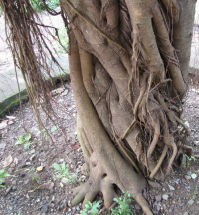 /wp-content/uploads/2020/10/Ficus%20mysorensis%20bark%20with%20aerial%20roots.JPG