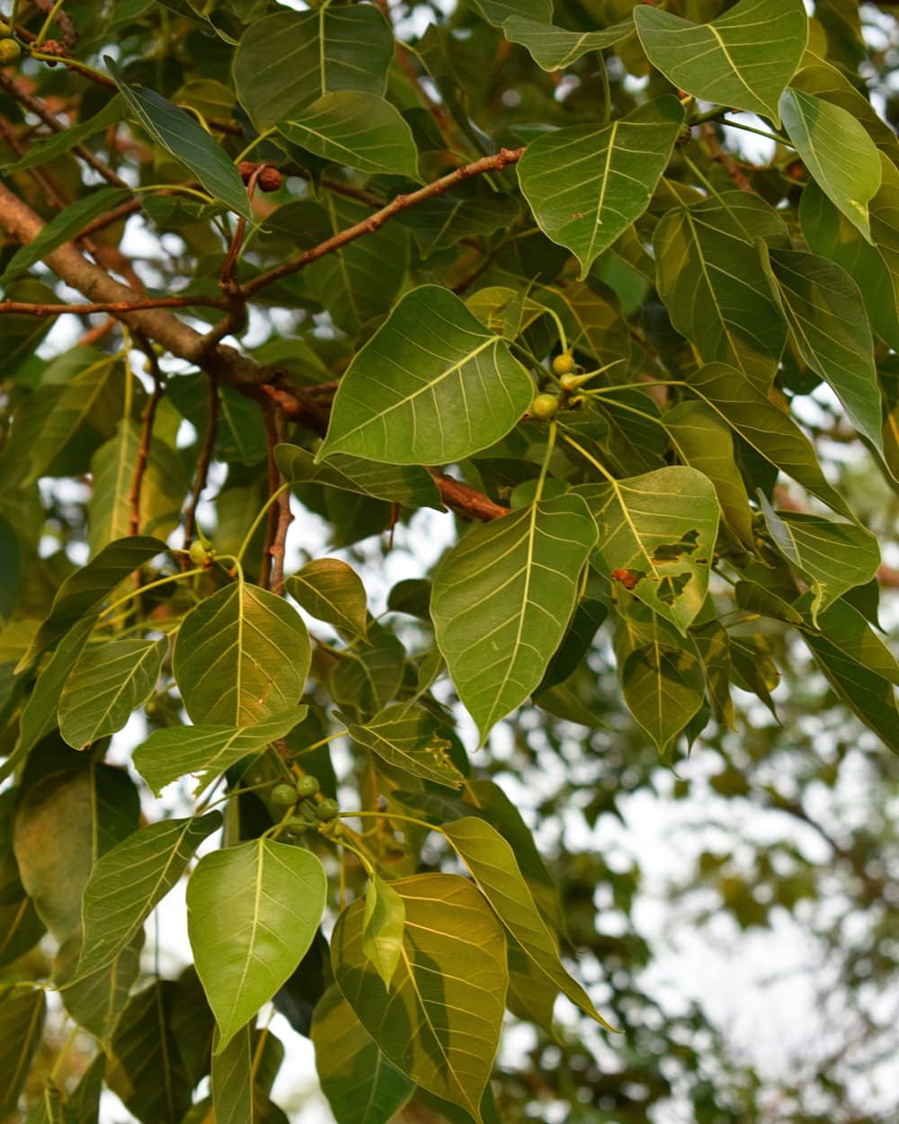 /wp-content/uploads/2020/10/Ficus%C2%A0rumphii%C2%A0leaves%20with%20fruit.jpg