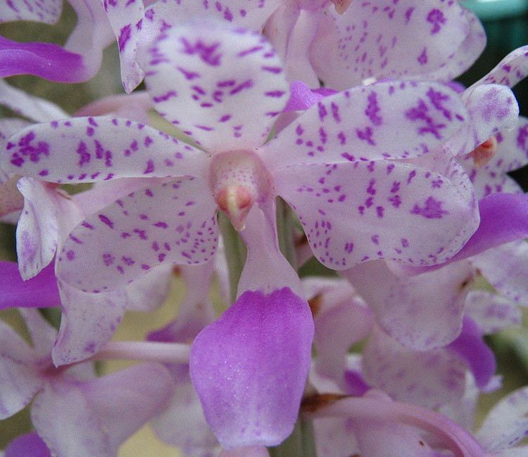 /wp-content/uploads/2020/10/Foxtail%20orchid.jpg