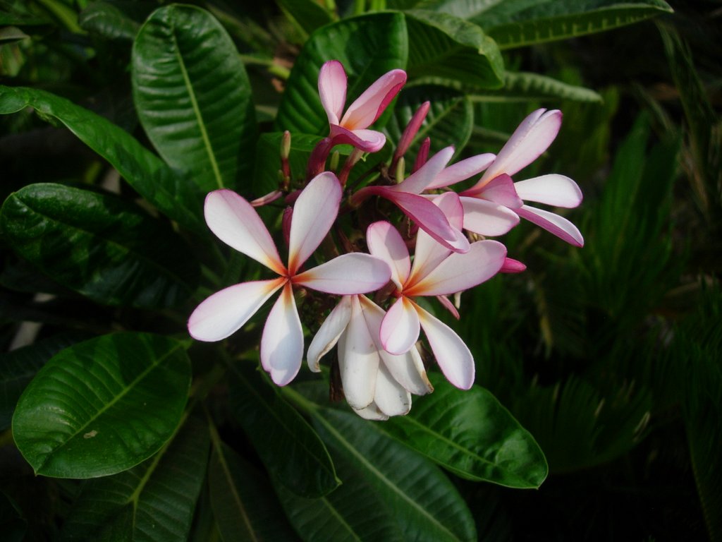 File:Flowers of Plumeria pudica in West Bengal, India.jpg - Wikipedia