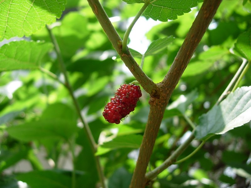 /wp-content/uploads/2020/10/Fruits-Mulberry-Nasik-DSCN5206.JPG