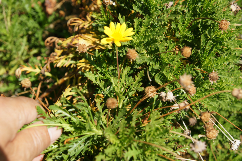 /wp-content/uploads/2020/10/Gamolepis-chrysanthemoides-Sunnyvale-DSC04728-California-1.jpg