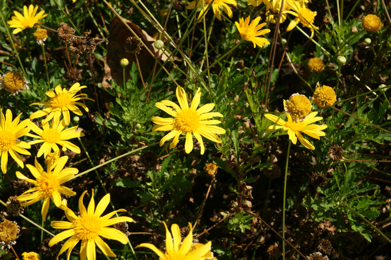/wp-content/uploads/2020/10/Gamolepis-chrysanthemoides-Sunnyvale-DSC06182-California-2-1.jpg