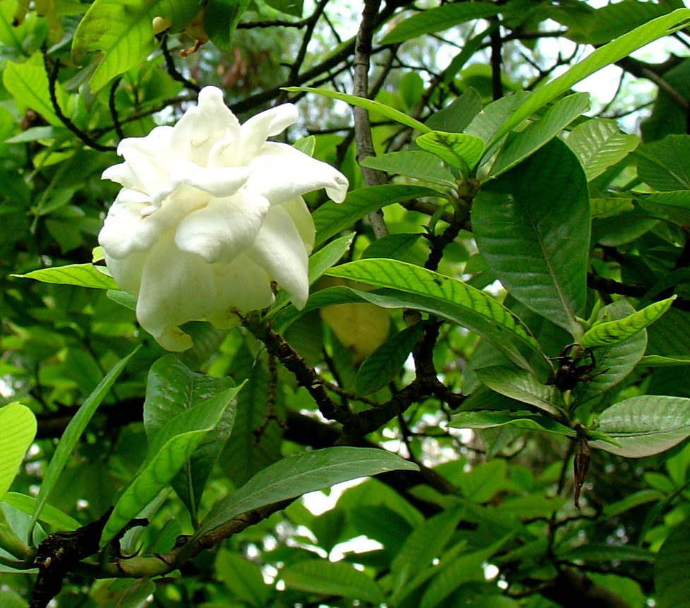 /wp-content/uploads/2020/10/Gardenia-jasminoides-khalsa-Delhi-3.jpg