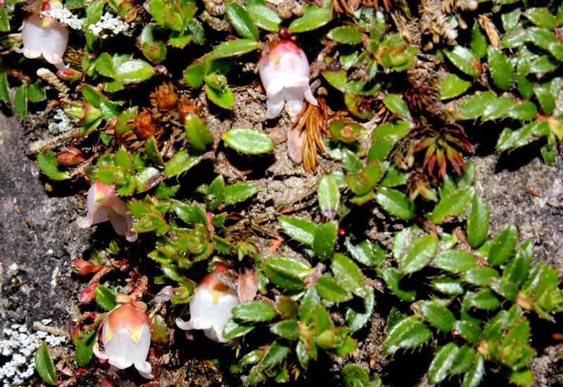 /wp-content/uploads/2020/10/Gaultheria-trichophylla-below%20Tungnath-IMG_2439-Uttarakhand-1.jpg