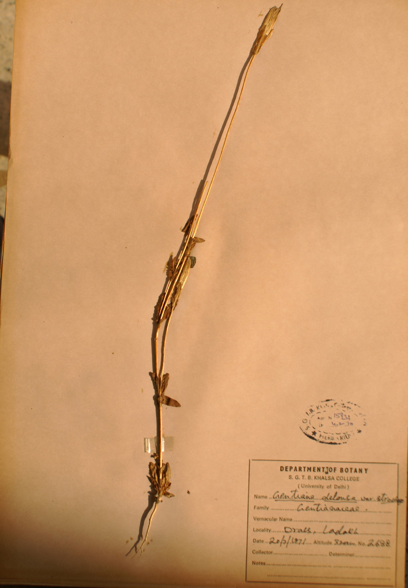 /wp-content/uploads/2020/10/Gentianaceae-Gentiana-detonsa-var-stracheyi-DSC02664-b.jpg