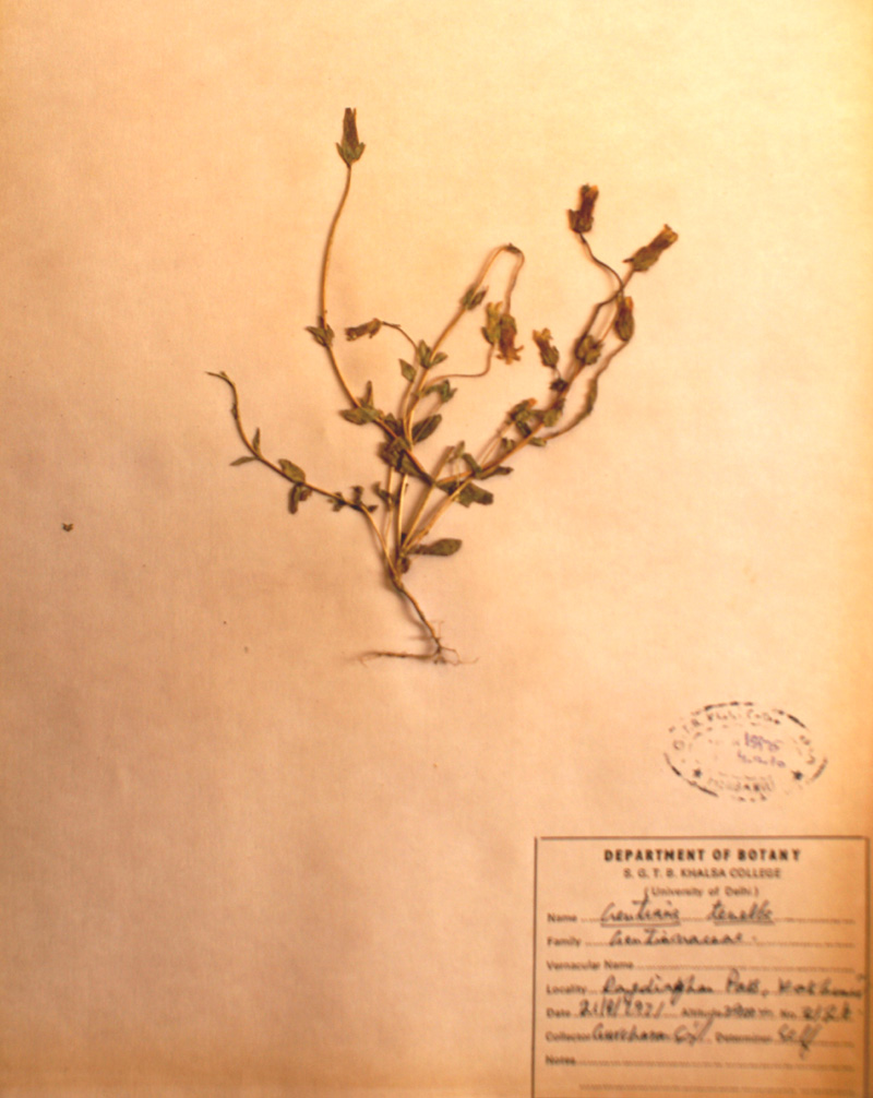 /wp-content/uploads/2020/10/Gentianaceae-Gentiana-tenella-DSC02709-b.jpg