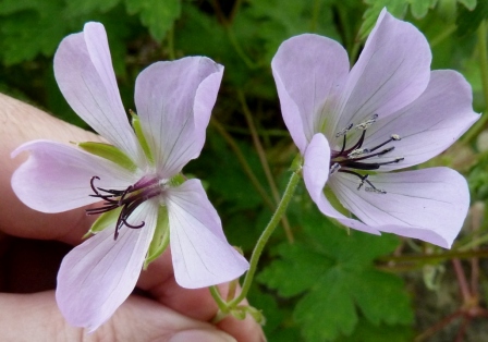 /wp-content/uploads/2020/10/Geranium%20lambertii%20in%20cultivation%20in%20UK%20-Chris%20Chadwell-%20%20IV.JPG