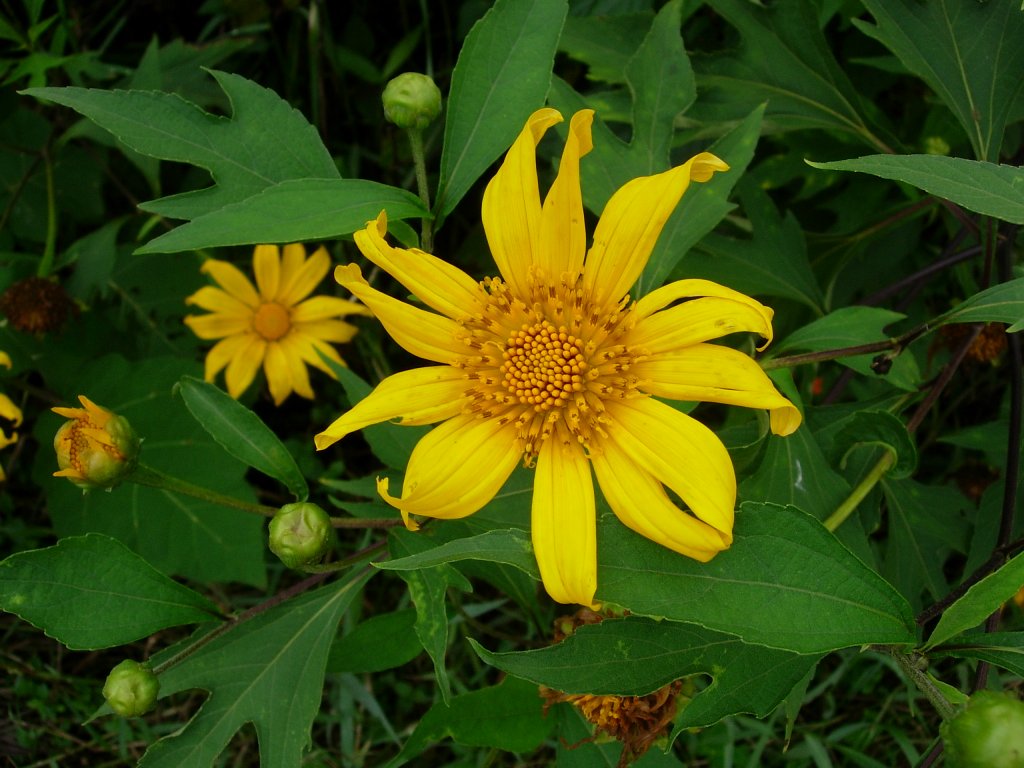 /wp-content/uploads/2020/10/Giant%20Mexican%20Sunflower-Tithonia%20diversifolia-Munnar-DSCN6355.JPG
