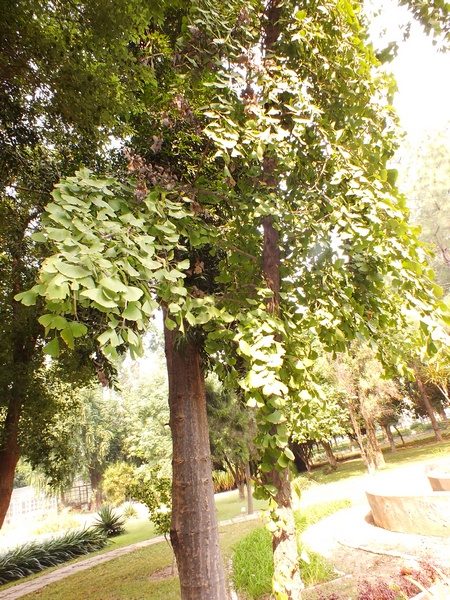 Ginkgo biloba (Cultivated) – eFlora of India