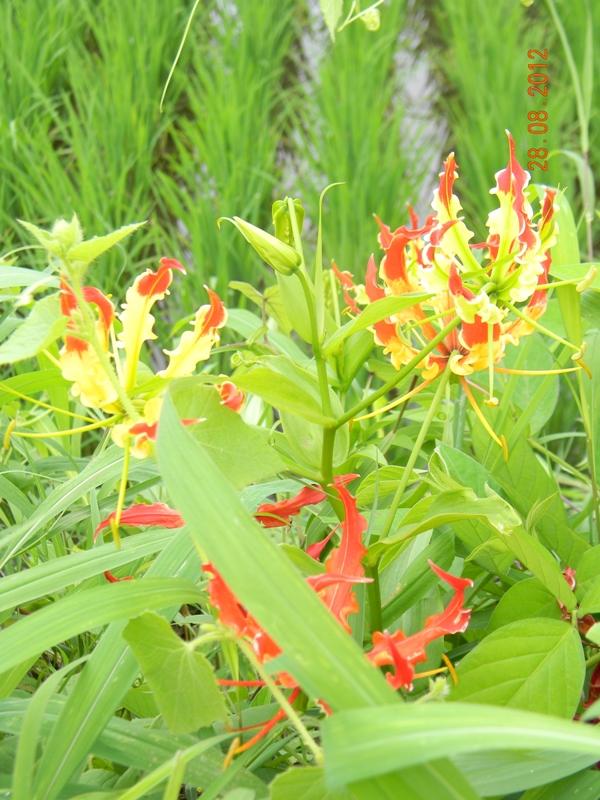 /wp-content/uploads/2020/10/Gloriosa%20superba-Liliaceae%20-3-.JPG