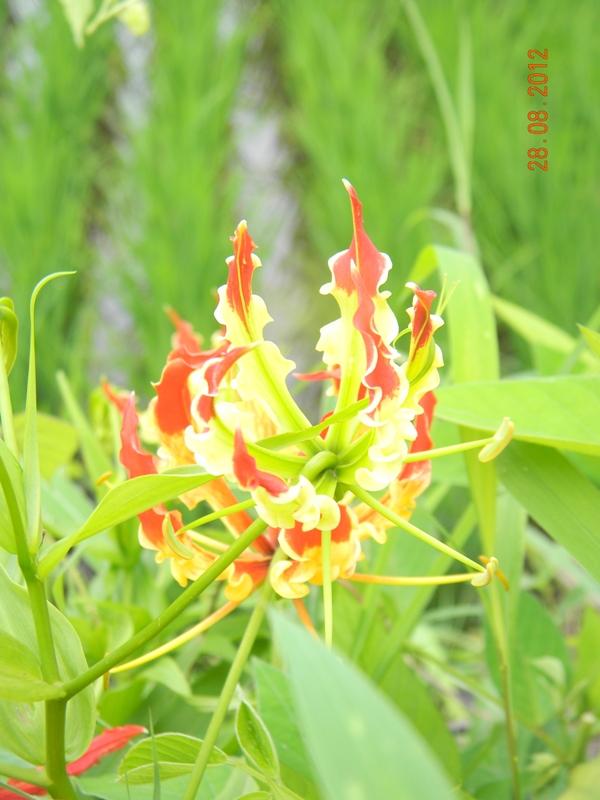 /wp-content/uploads/2020/10/Gloriosa%20superba-Liliaceae%20-4-.JPG