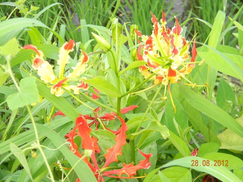/wp-content/uploads/2020/10/Gloriosa%20superba-Liliaceae%20-5-.JPG