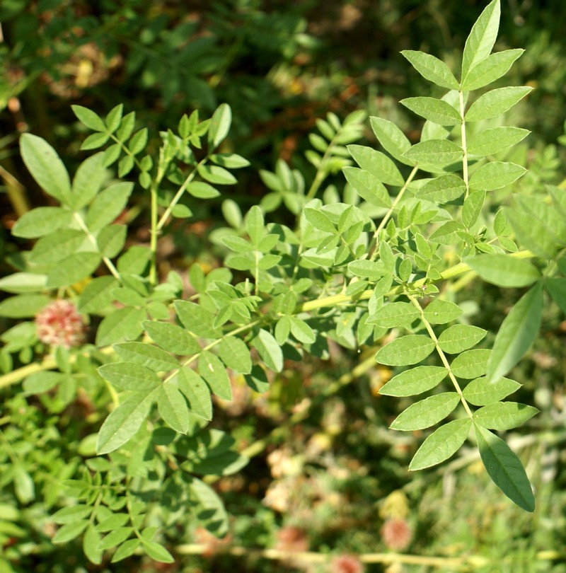 /wp-content/uploads/2020/10/Glycyrrhiza-pallidiflora-Dubia-Shangrila-2-Herbal%20garden-DSC03520-Kashmir-4.jpg