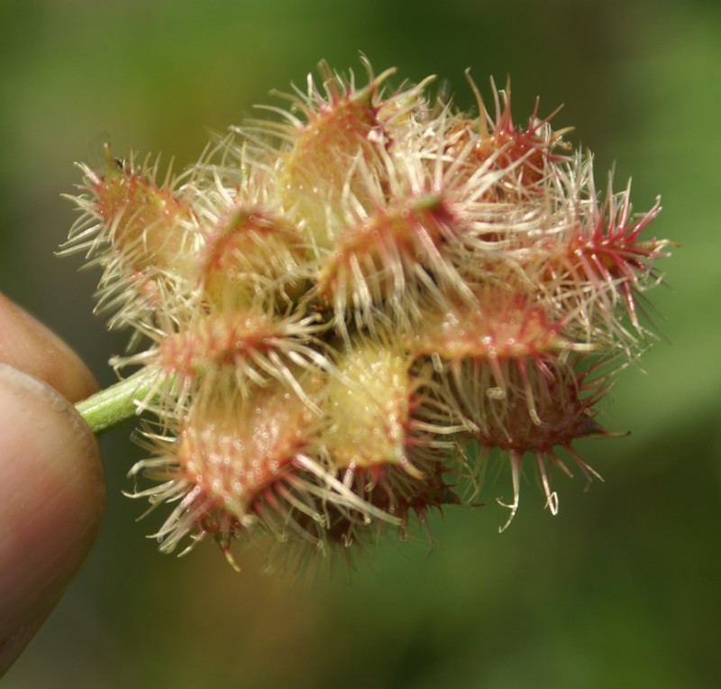 /wp-content/uploads/2020/10/Glycyrrhiza-pallidiflora-Dubia-Shangrila-2-Herbal%20garden-DSC03526-Kashmir-1.jpg