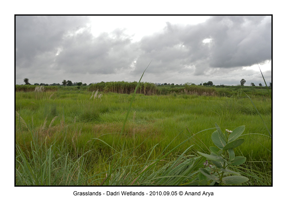 /wp-content/uploads/2020/10/Grasslands---Dadri-Wetlands---2010.09.05--DSCN1376-.jpg
