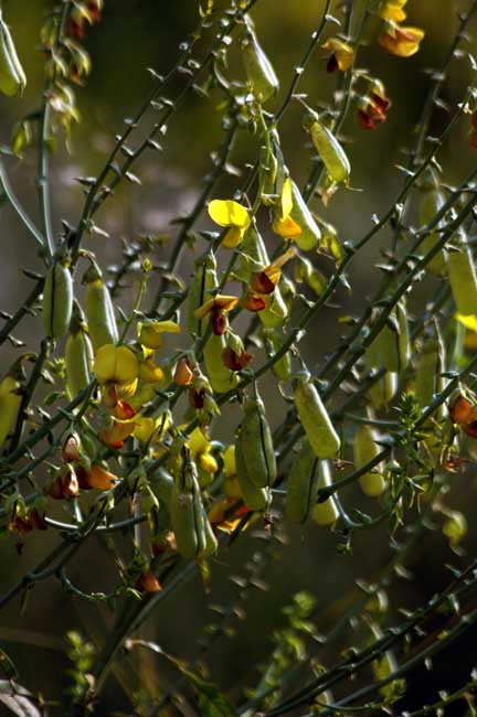 /wp-content/uploads/2020/10/Greater%20Rattle%20Pod%20crotalaria%20leschenaultii.jpg