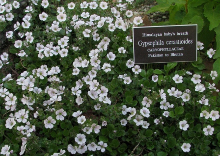 /wp-content/uploads/2020/10/Gypsophila%20cerastioides%20growing%20in%20rockery%20at%20New%20York%20%20Botanical%20Garden-%20The%20Bronx%20-Chris%20Chadwell-%20I.JPG