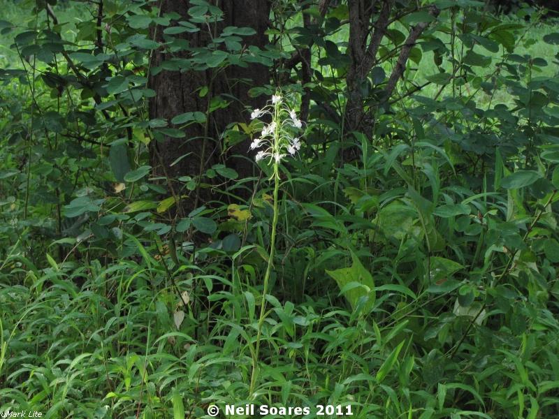 /wp-content/uploads/2020/10/Habenaria%20commelinifolia%20flowering%201.jpg