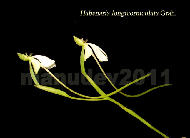 /wp-content/uploads/2020/10/Habenaria%20longicorniculata%20copy.jpg