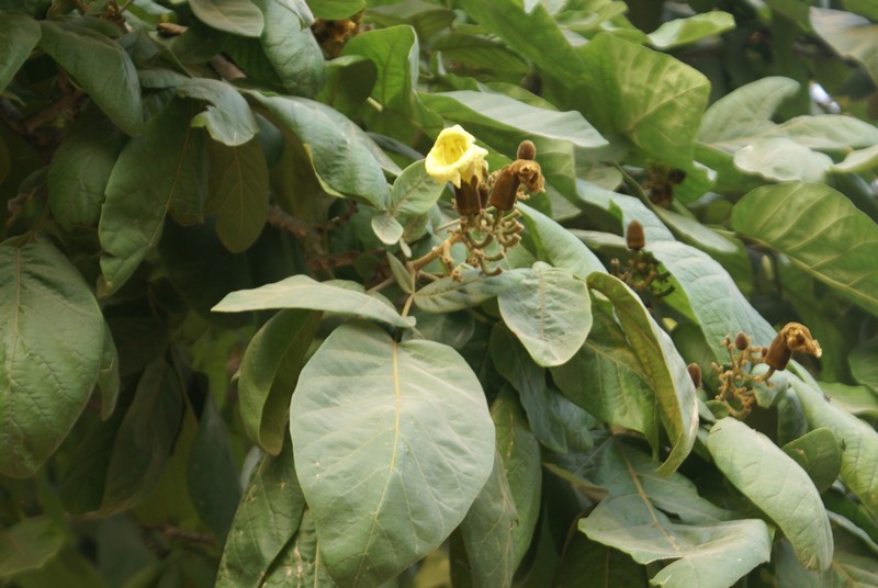 /wp-content/uploads/2020/10/Haplofragma-adenophyllum-Vikas%20puri-DSC02060-Delhi-2.jpg
