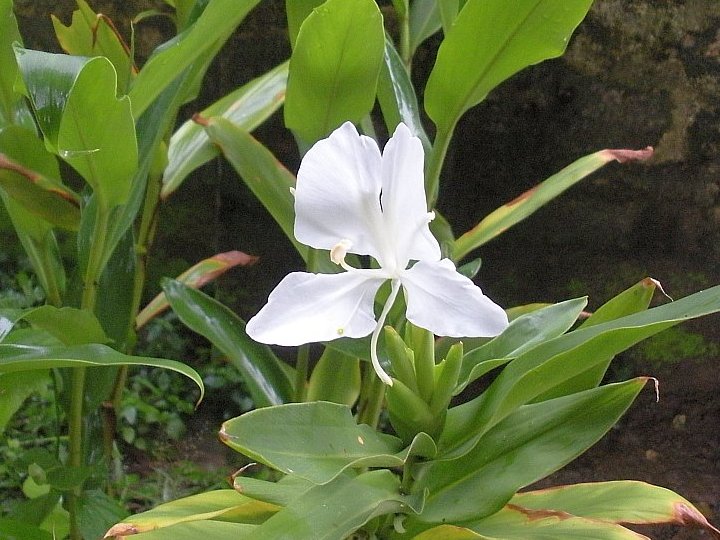/wp-content/uploads/2020/10/Hedychium%20coronarium%20-flower-.jpg