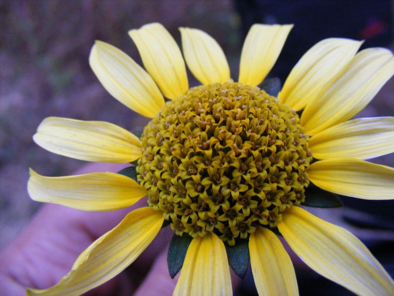 Helianthus tuberosus – eFlora of India