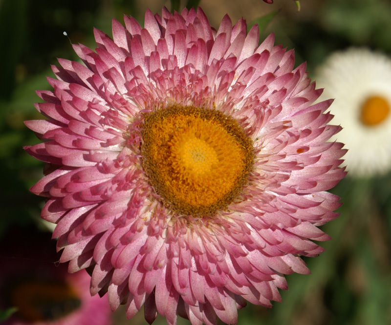 /wp-content/uploads/2020/10/Helichrysum-bracteatum-Botanical-gdn-26-6-DSC00578-Kashmir-4.jpg