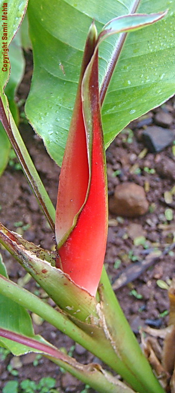 /wp-content/uploads/2020/10/Heliconia%20stricta-%20bud%20DSC05391.jpg