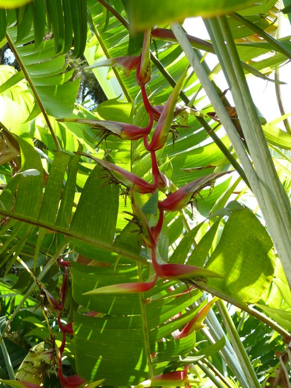 /wp-content/uploads/2020/10/Heliconia-P1370914.JPG