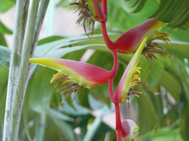 /wp-content/uploads/2020/10/Heliconia-P1380232.JPG