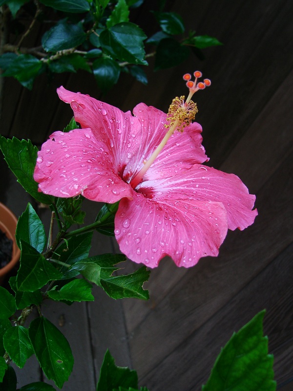 /wp-content/uploads/2020/10/Hibiscus%20rosa%20chinensis%20in%20a%20summer%20rain%20NY%202008%20sm.jpg