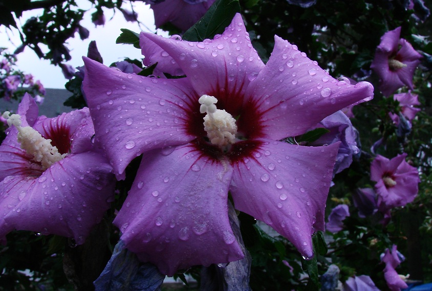 /wp-content/uploads/2020/10/Hibiscus%20syriacus%203%20Rose%20of%20Sharon%20NY%20AAFF08%20%20008%20sm%20crp.jpg