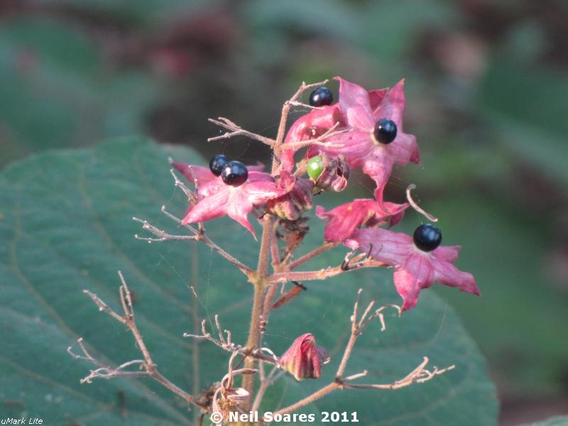 /wp-content/uploads/2020/10/Hill%20Clerodendrum%20fruiting%201.jpg