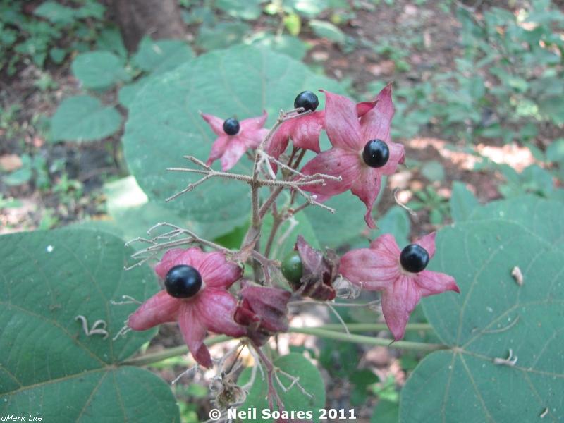 /wp-content/uploads/2020/10/Hill%20Clerodendrum%20fruiting%202.jpg
