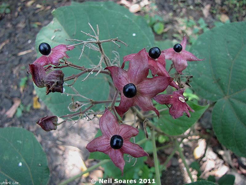 /wp-content/uploads/2020/10/Hill%20Clerodendrum%20fruiting%203.jpg