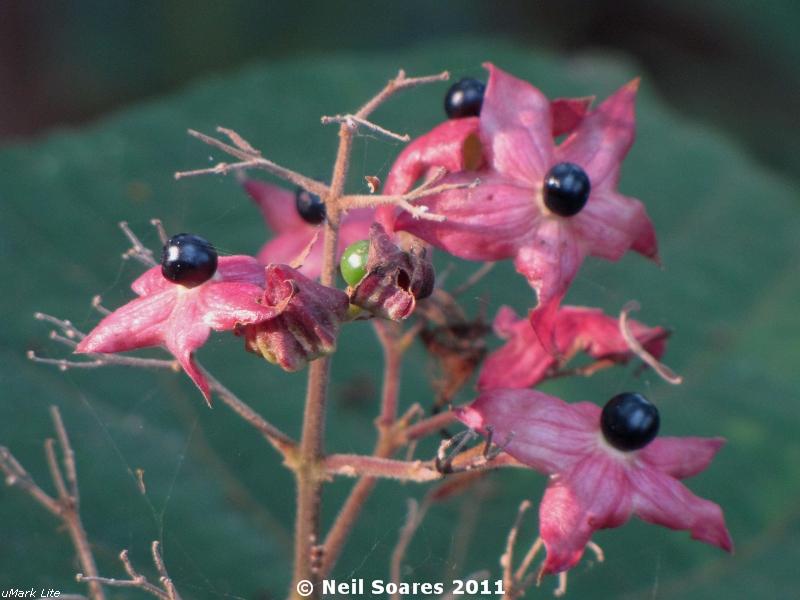 /wp-content/uploads/2020/10/Hill%20Clerodendrum%20fruiting%204.jpg
