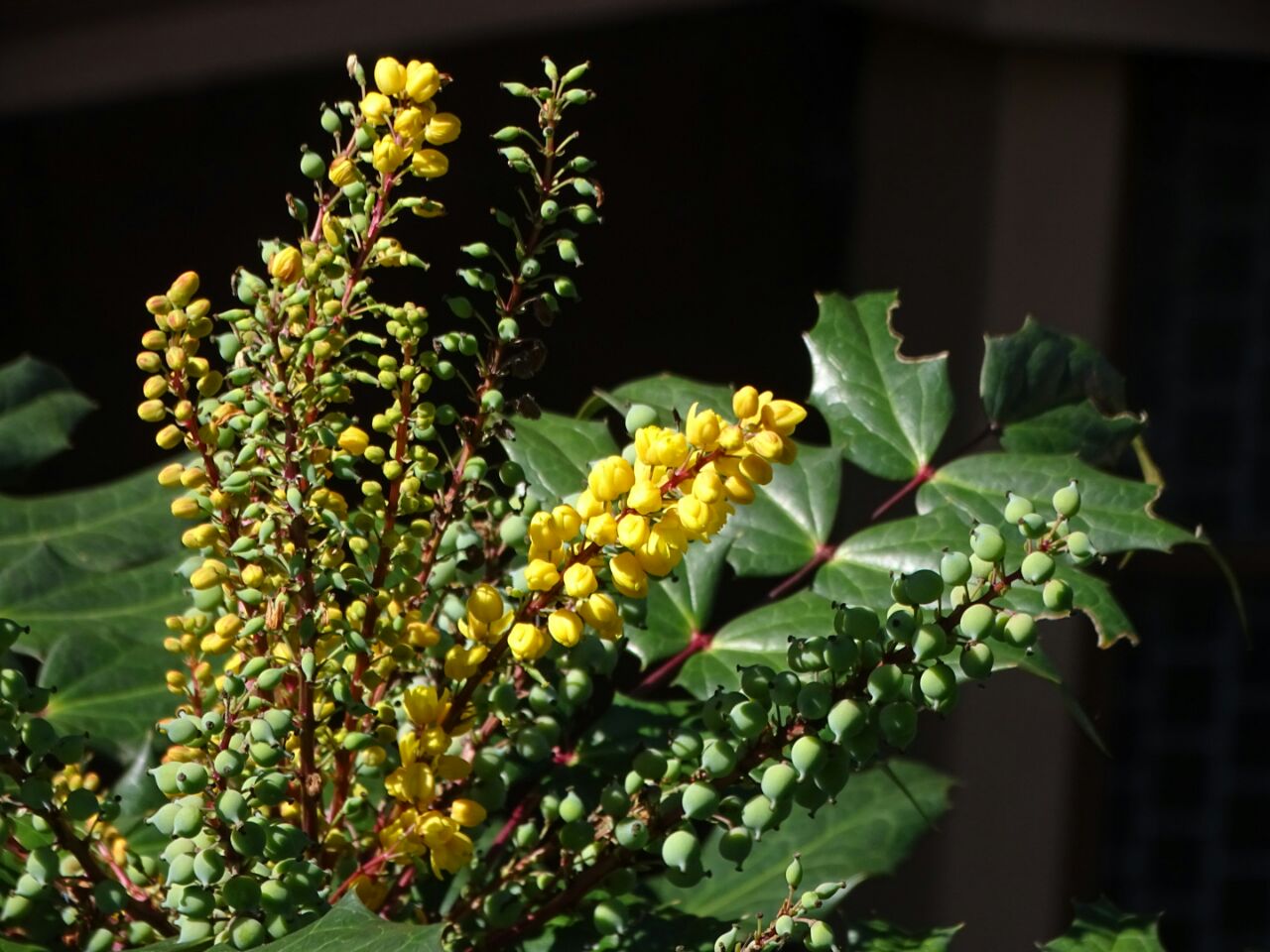 Mahonia – eFlora of India