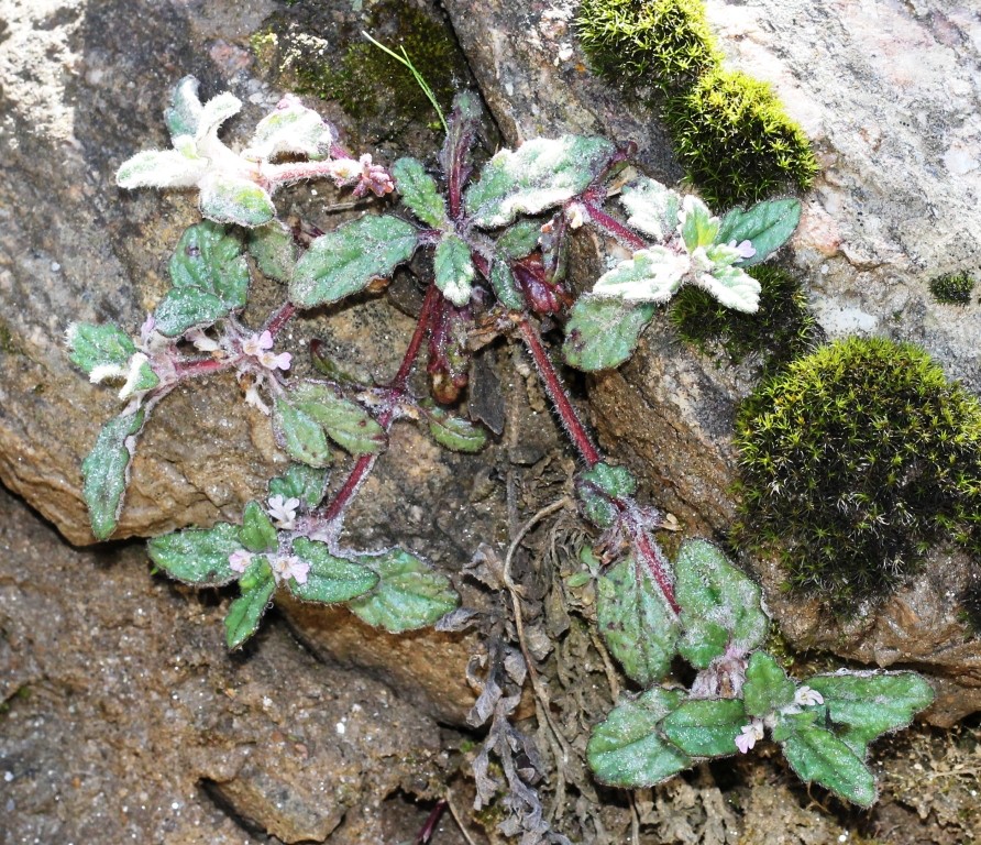 Ajuga integrifolia ? – eFlora of India