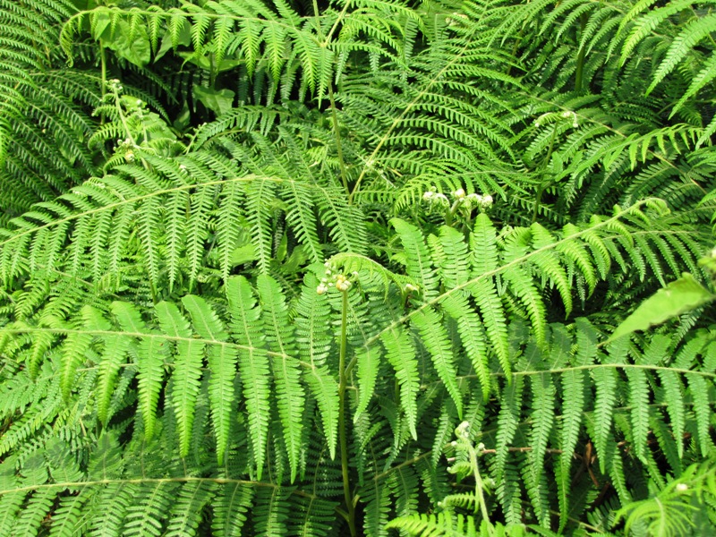 Pteridium revolutum – eFlora of India