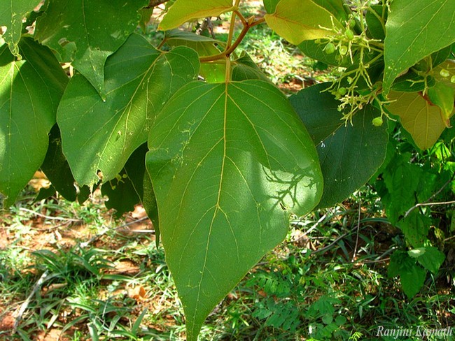 Premna tomentosa – eFlora of India