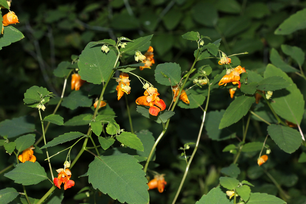 /wp-content/uploads/2020/10/Impatiens%20capensis-Rattray%20Marsh%20Mississauga-IMG_4209-Canada-3.jpg
