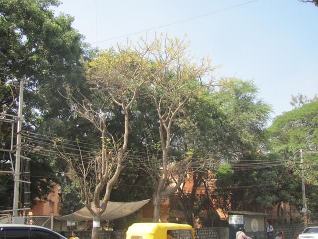 /wp-content/uploads/2020/10/Indian%20Ash%20Tree%20-%20Canopy.jpg